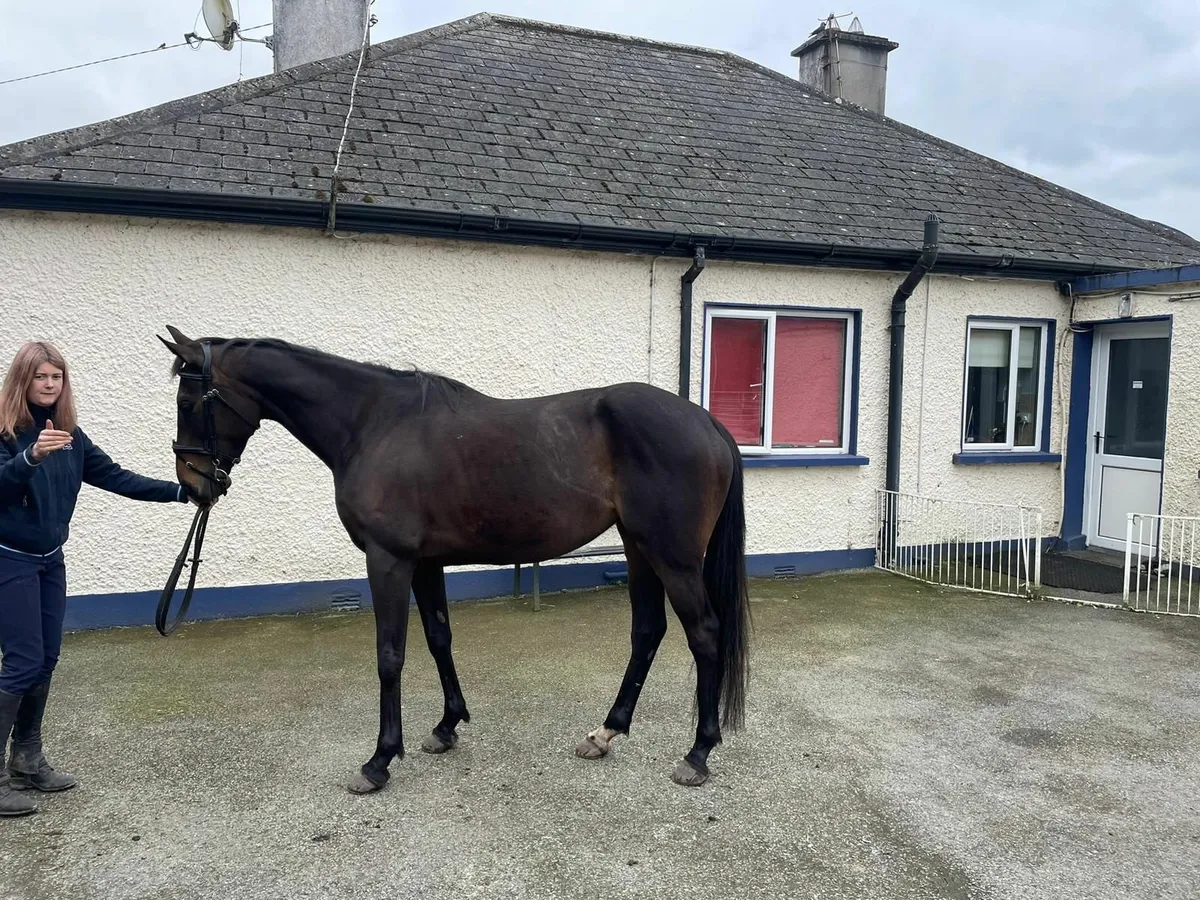 Lovely tb mare - Image 2