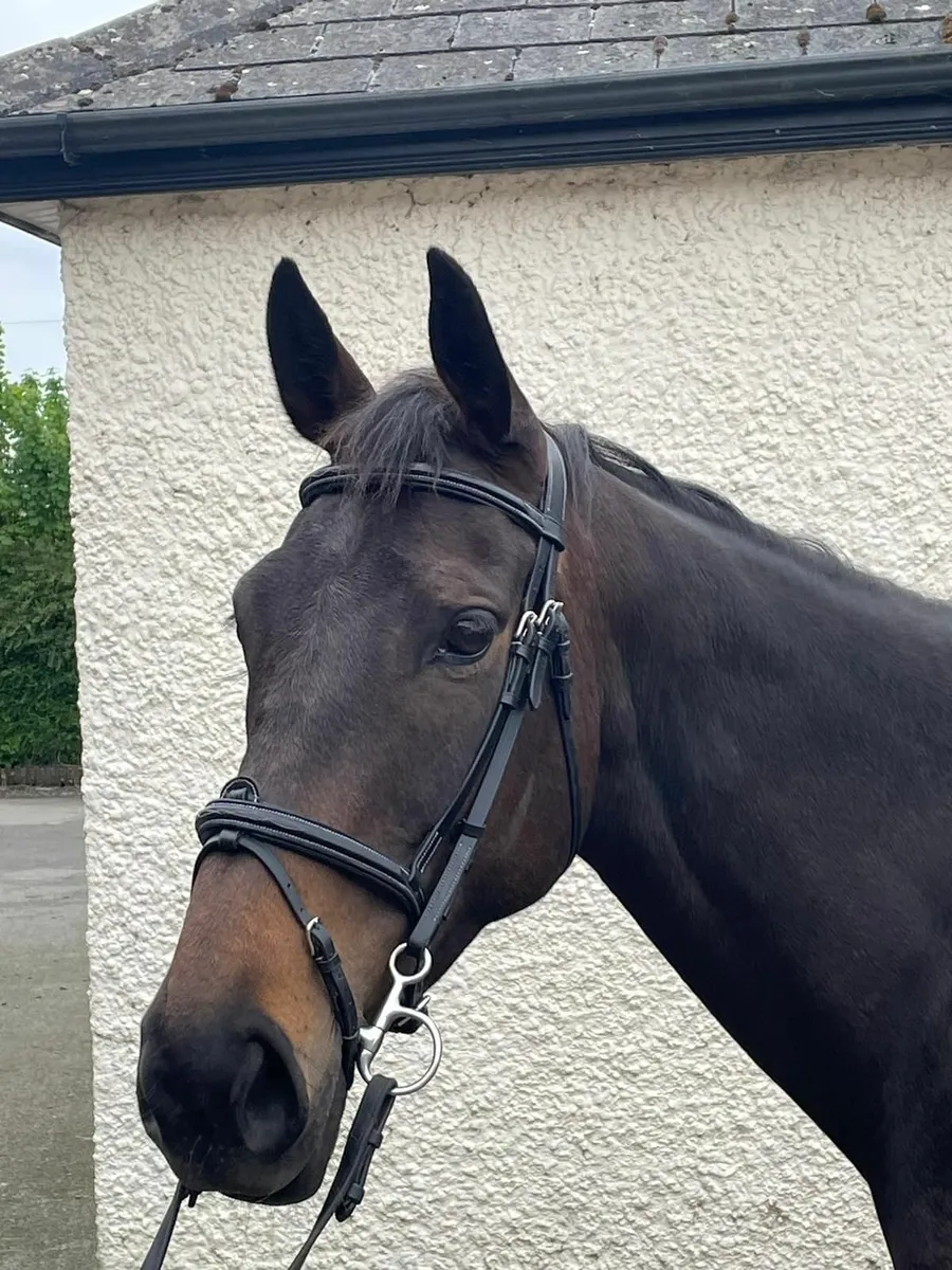 Lovely tb mare - Image 3