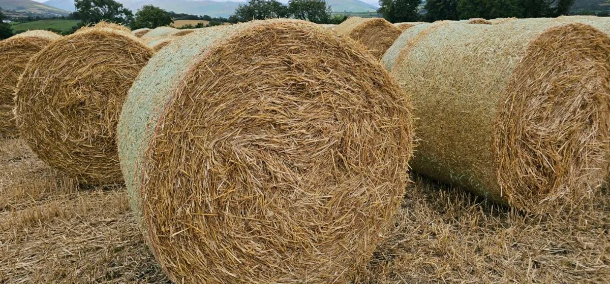 Winter Barley Straw - Image 1