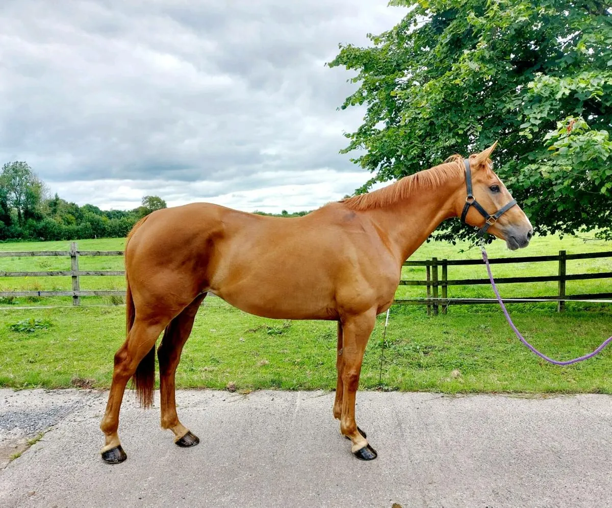 ONE IN A MILLION GENUINE MARE - Image 1