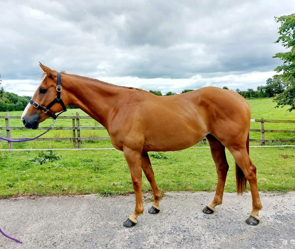ONE IN A MILLION GENUINE MARE - Image 2