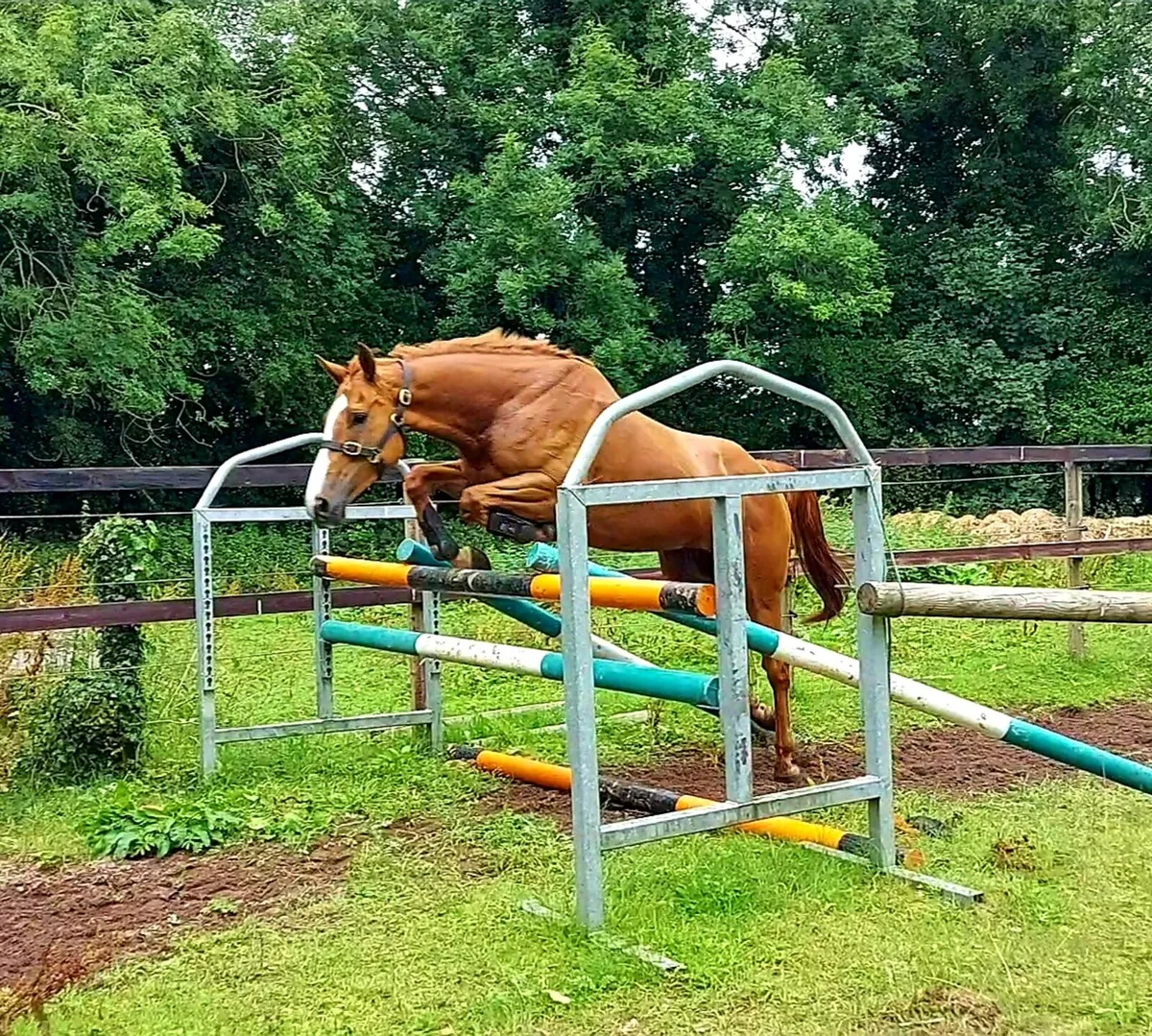 ONE IN A MILLION GENUINE MARE - Image 3