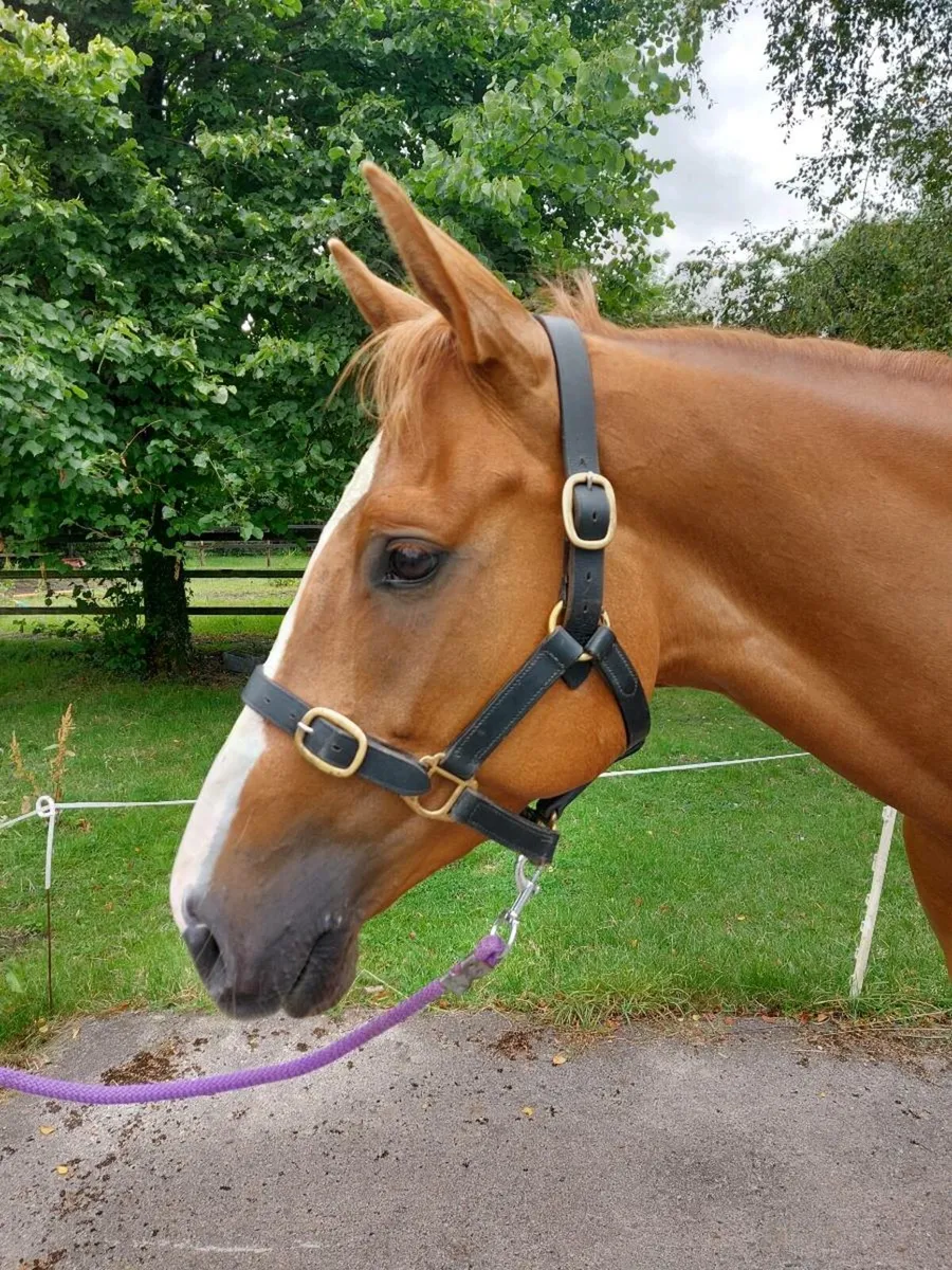 ONE IN A MILLION GENUINE MARE - Image 4