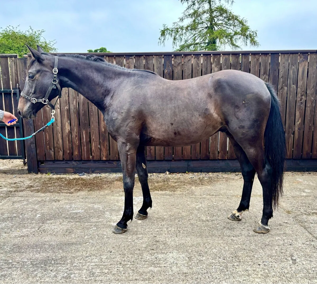 3 year old Vittorio Gelding - Image 1
