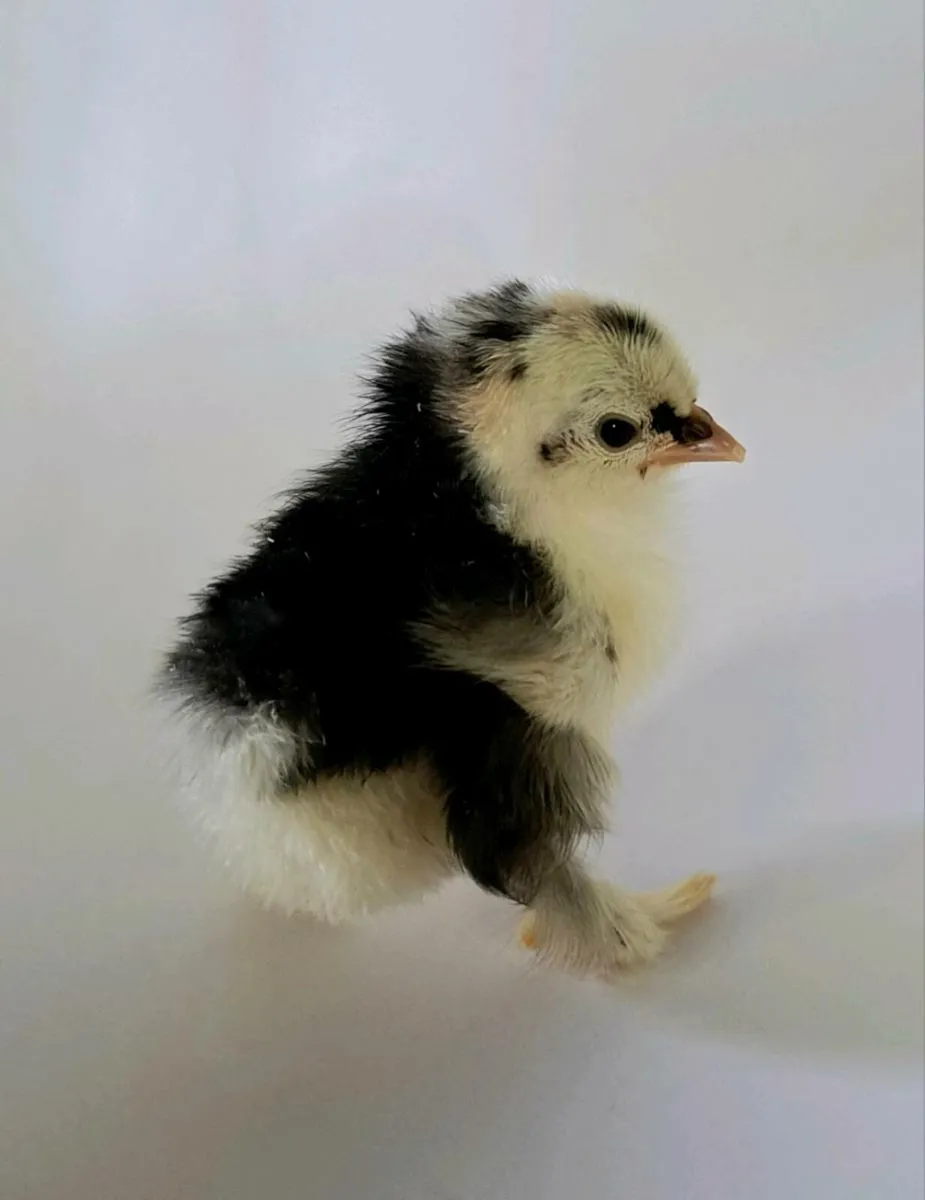 Day old Pekin Bantam chicks - Image 1