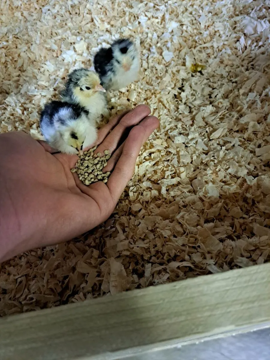 Day old Pekin Bantam chicks - Image 2