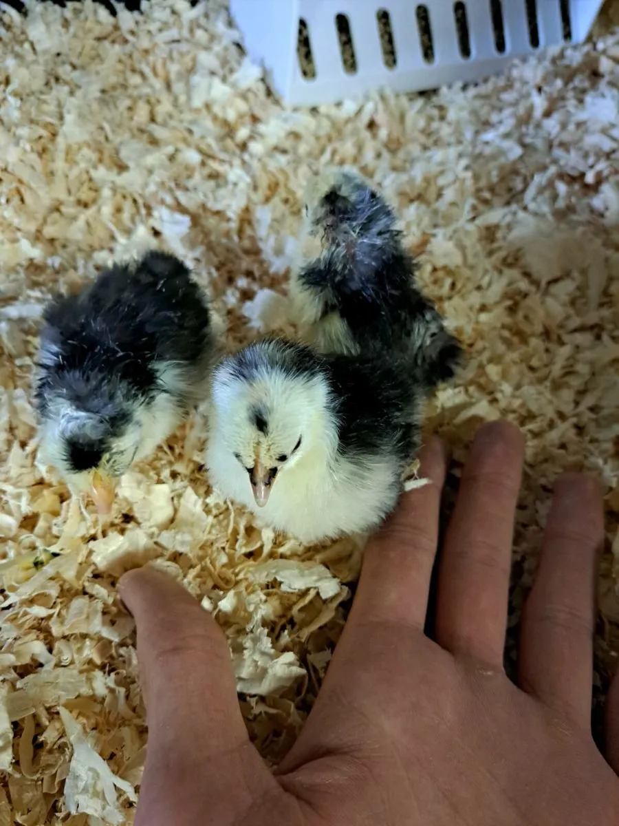 Day old Pekin Bantam chicks - Image 3