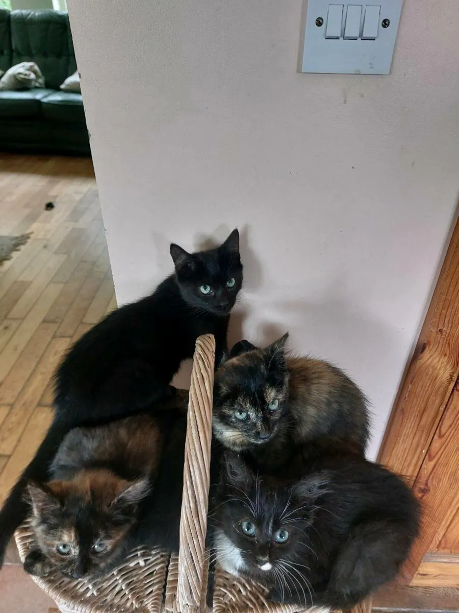 Kittens - Image 2
