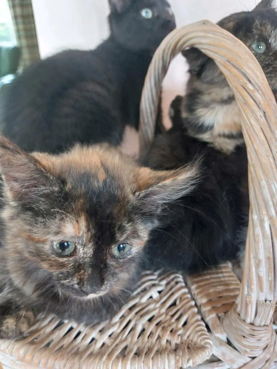 Kittens - Image 3