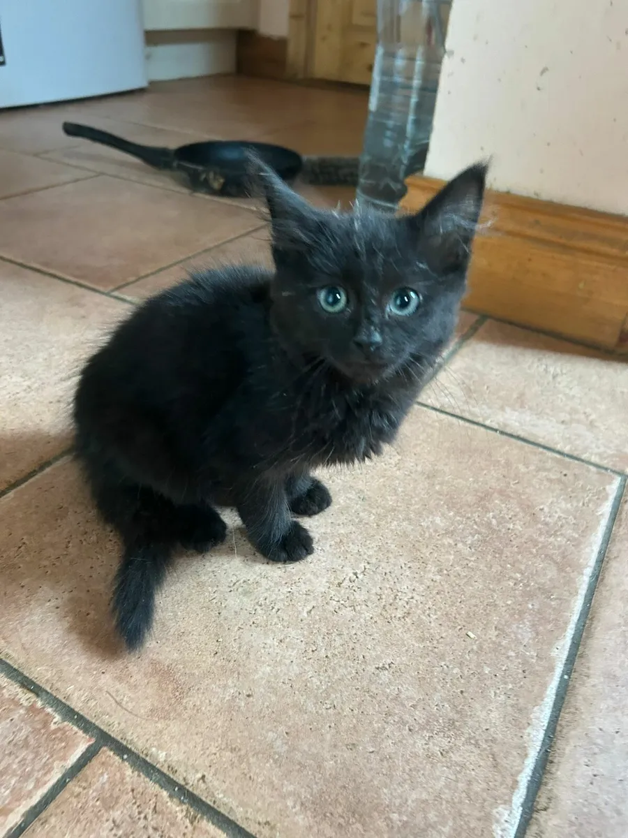 Kittens - Image 4