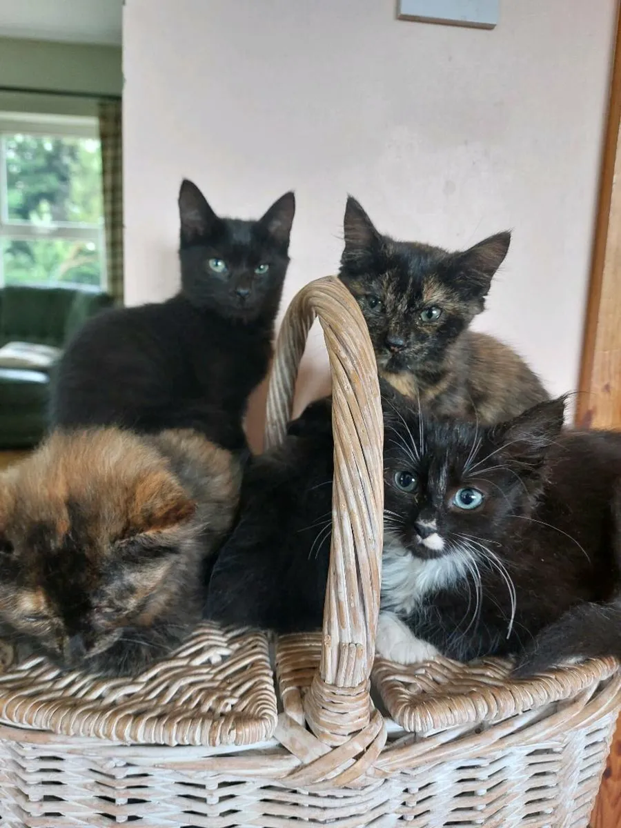 Kittens - Image 1