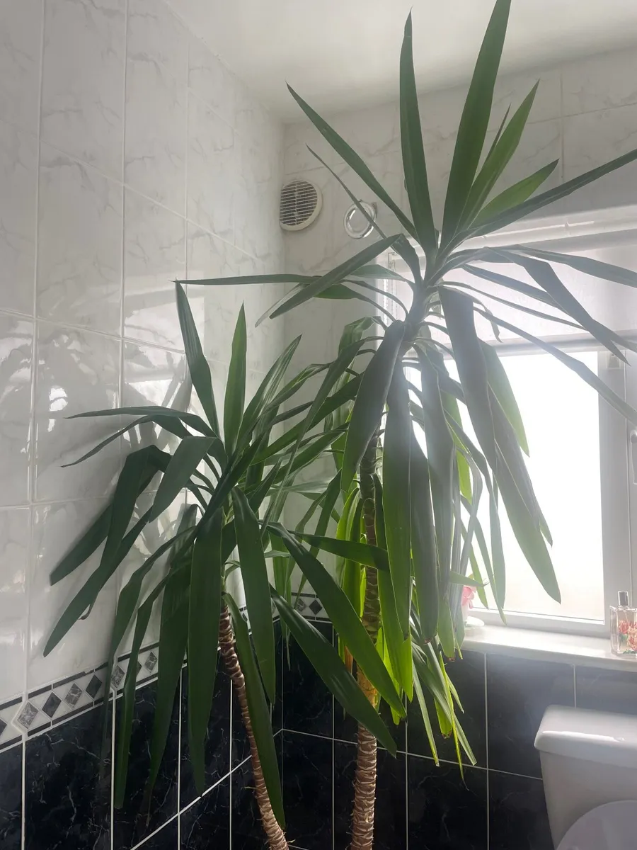 Large yucca plant - Image 1