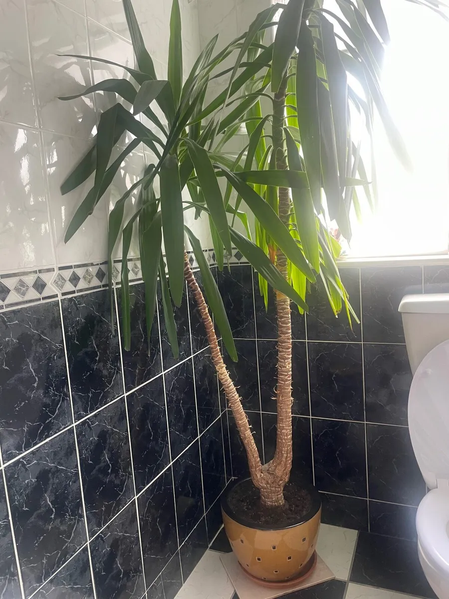 Large yucca plant - Image 2