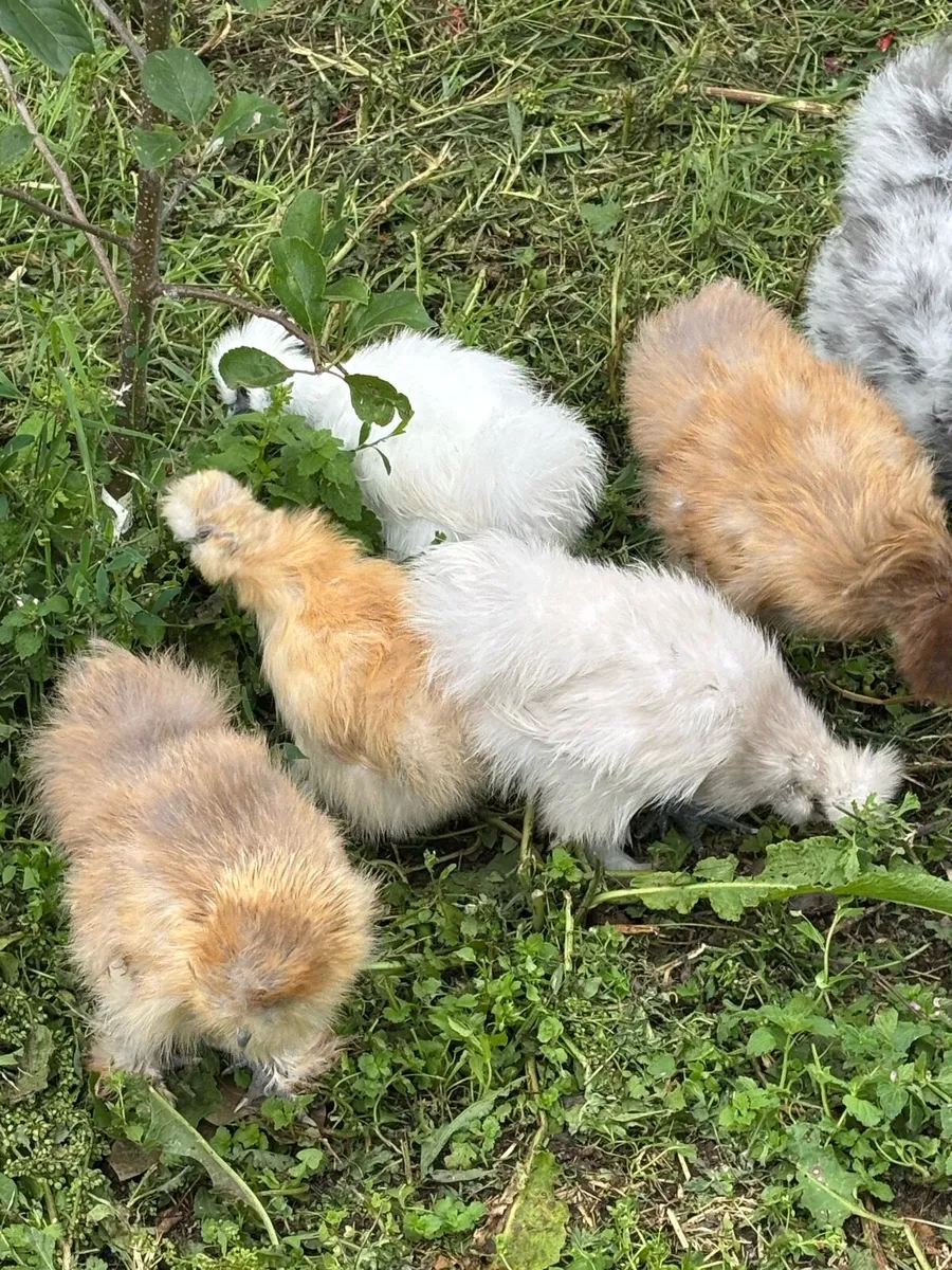 USA silkie chicks - Image 3