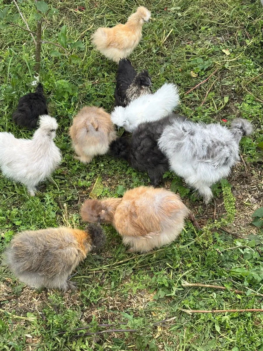 USA silkie chicks - Image 1