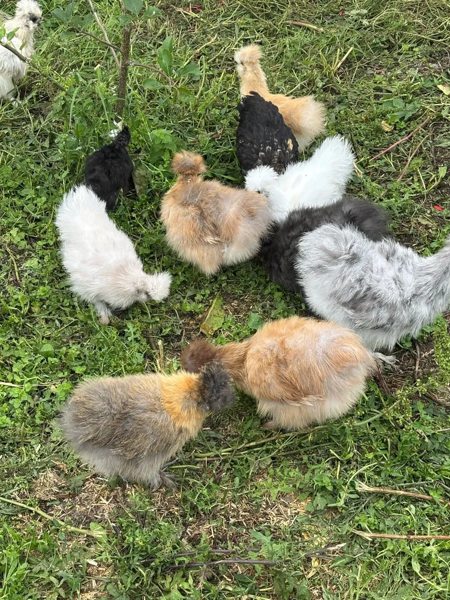 USA silkie chicks - Image 2