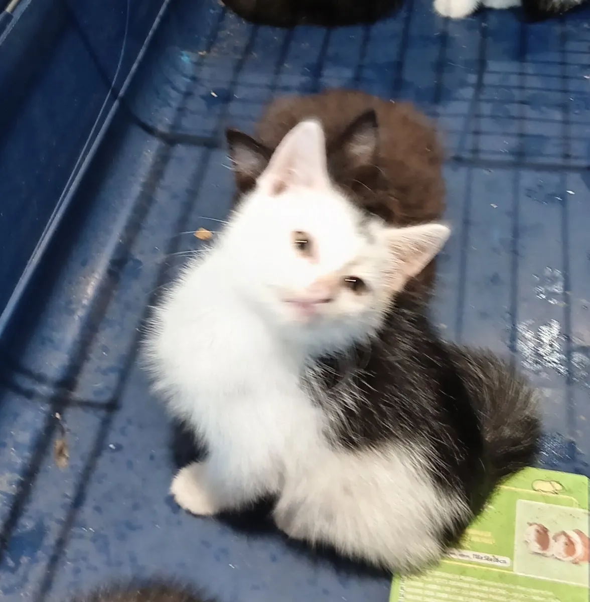 Kittens - Image 1