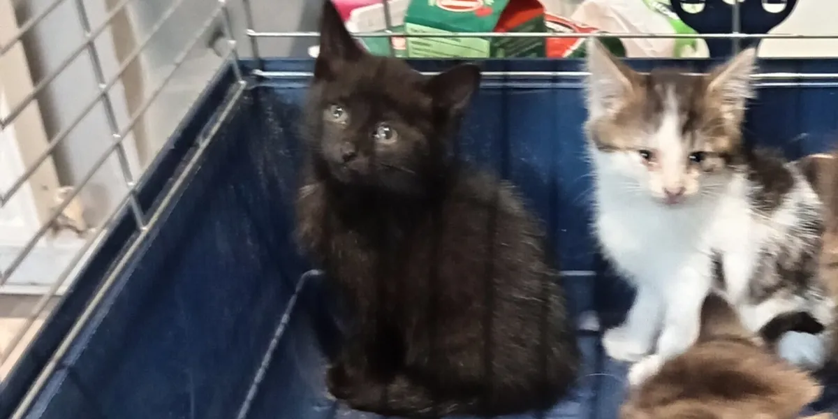 Kittens - Image 2