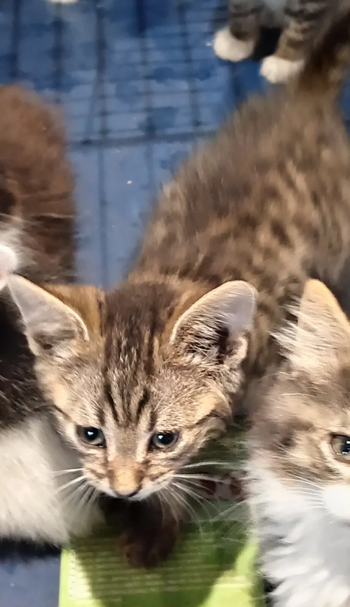 Kittens - Image 3