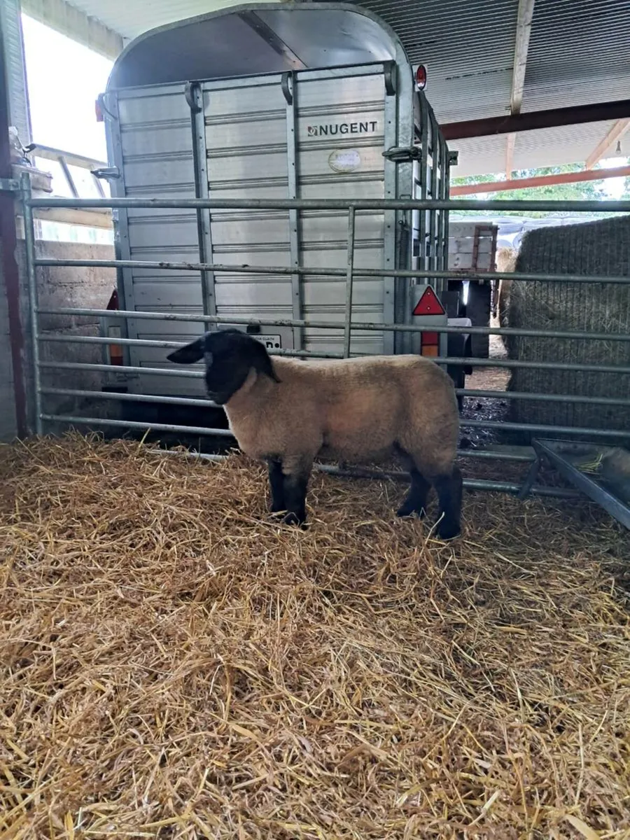 Pedigree Suffolk ram lamb - Image 1