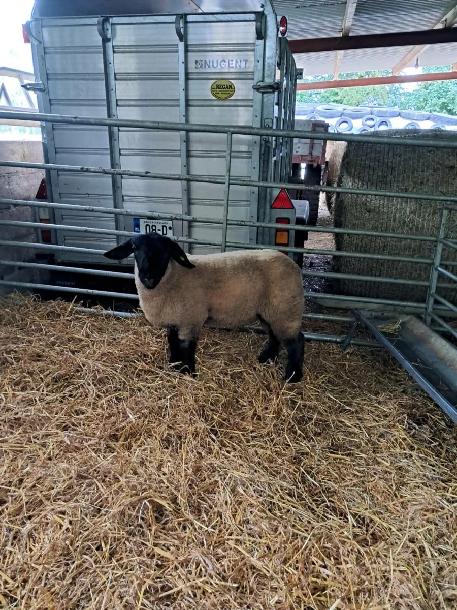 Pedigree Suffolk ram lamb - Image 2