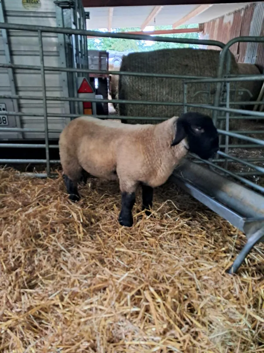 Pedigree Suffolk ram lamb - Image 3