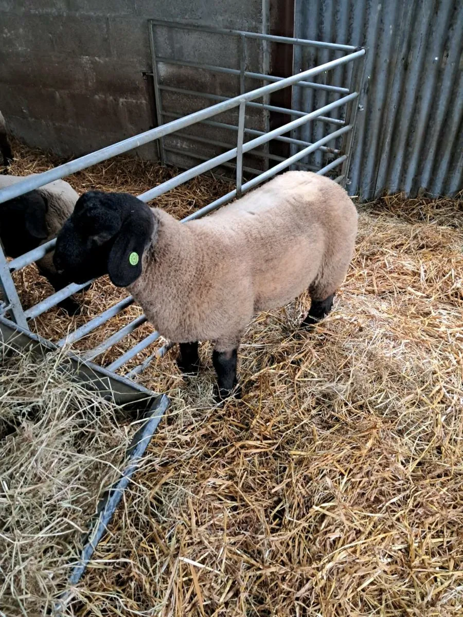 Pedigree Suffolk ram lamb - Image 4
