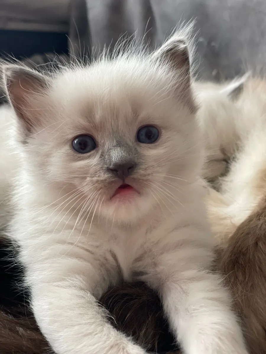 Purebred Ragdoll Kittens - Image 2