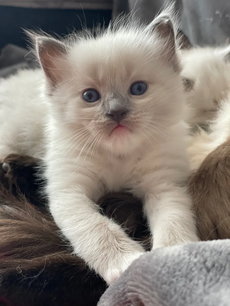 Purebred Ragdoll Kittens - Image 4