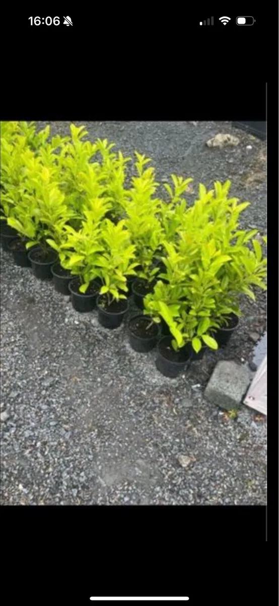 Novita laurels - Image 1