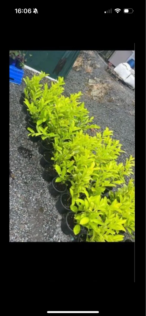 Novita laurels - Image 3