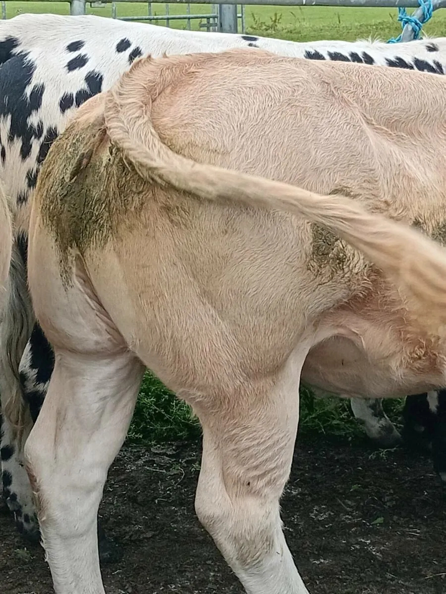 Heifers - Image 1