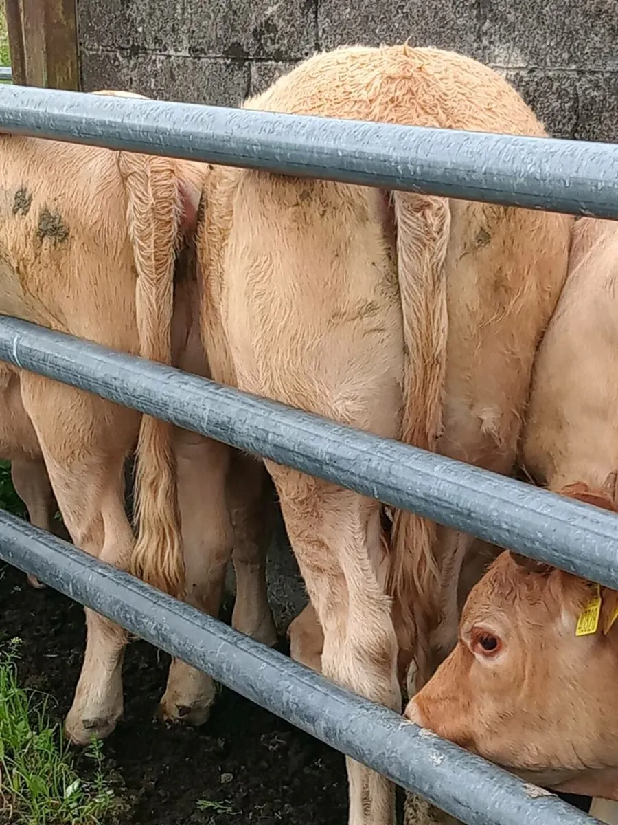 Heifers - Image 2