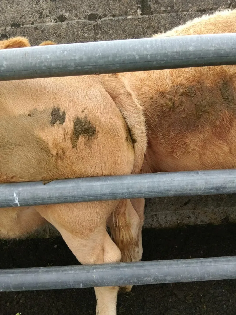 Heifers - Image 3