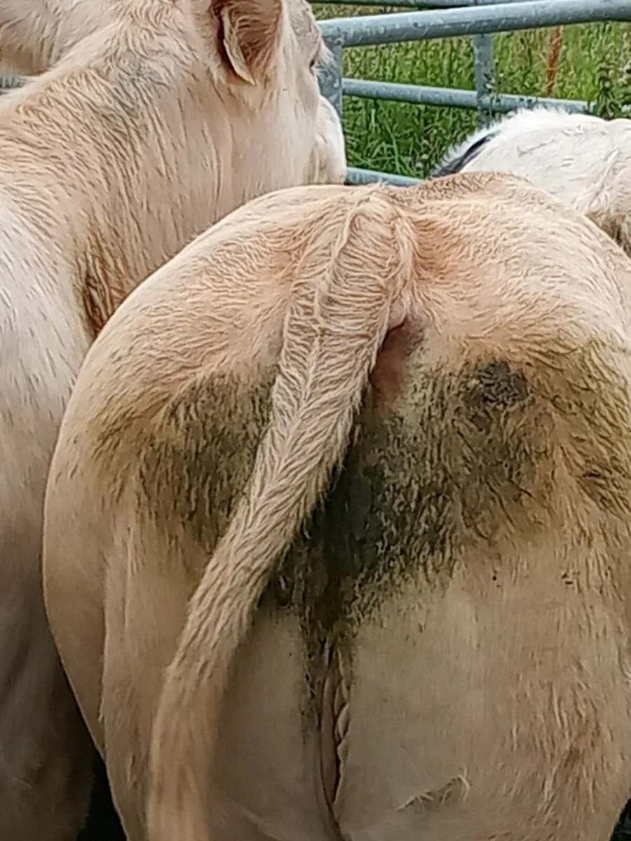 Heifers - Image 4