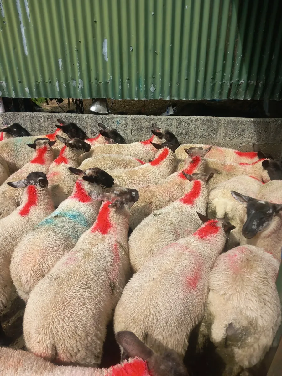 Organic suffolk texal mule x ewe lambs - Image 3