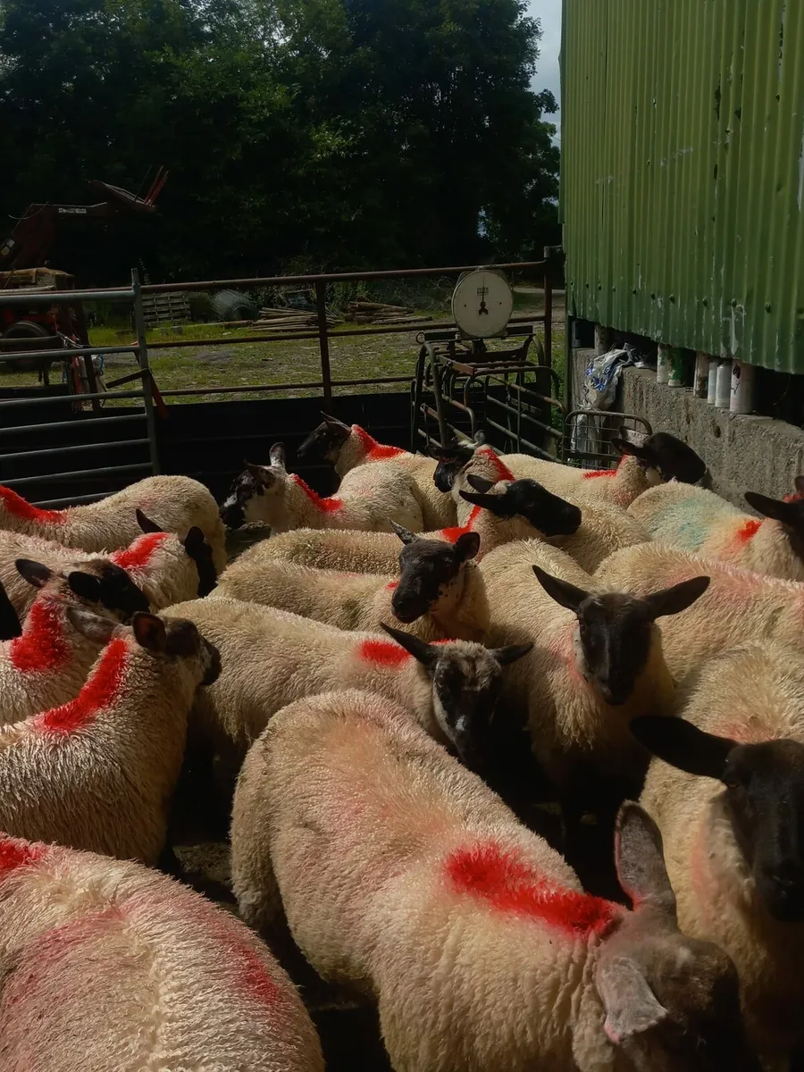 Organic suffolk texal mule x ewe lambs - Image 1