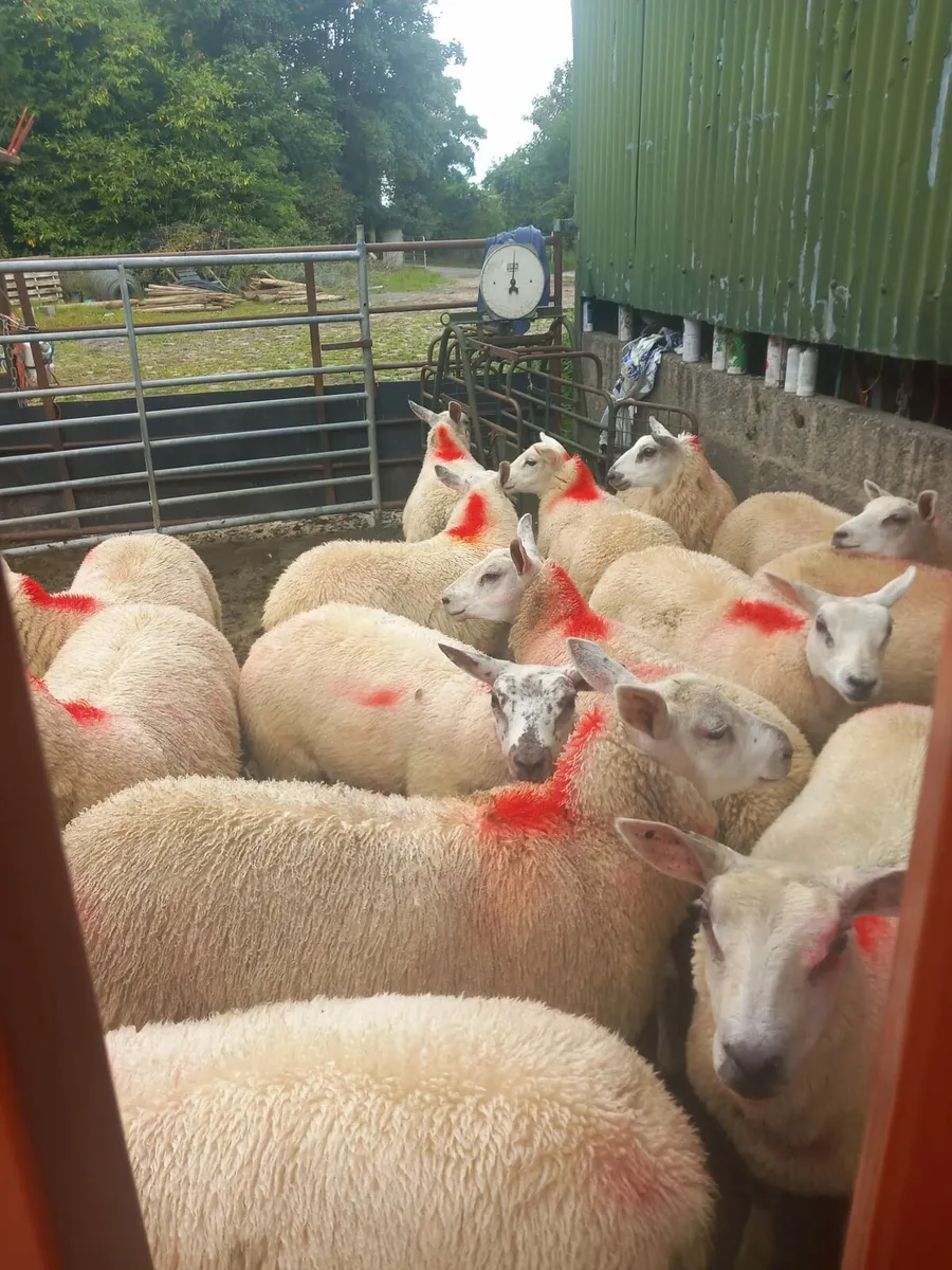 Organic suffolk texal mule x ewe lambs - Image 2