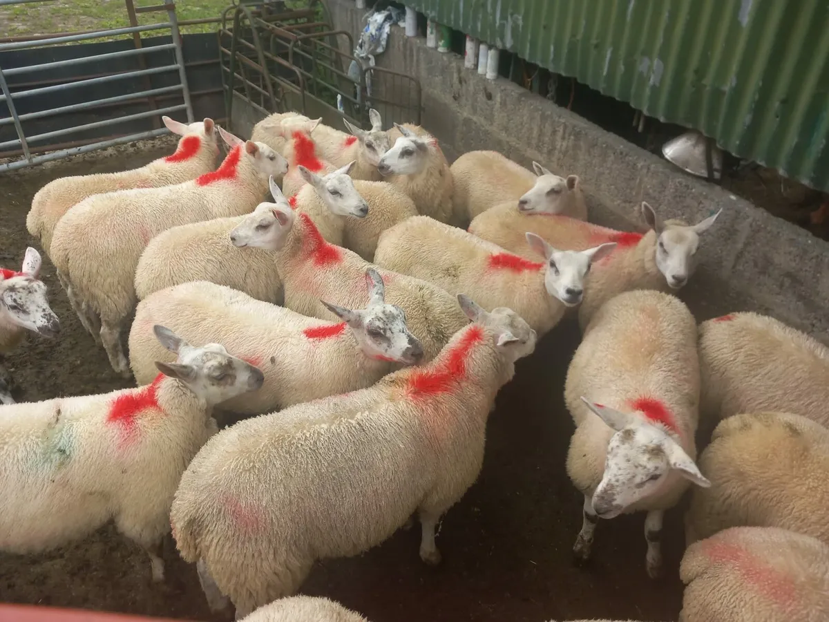 Organic suffolk texal mule x ewe lambs - Image 4