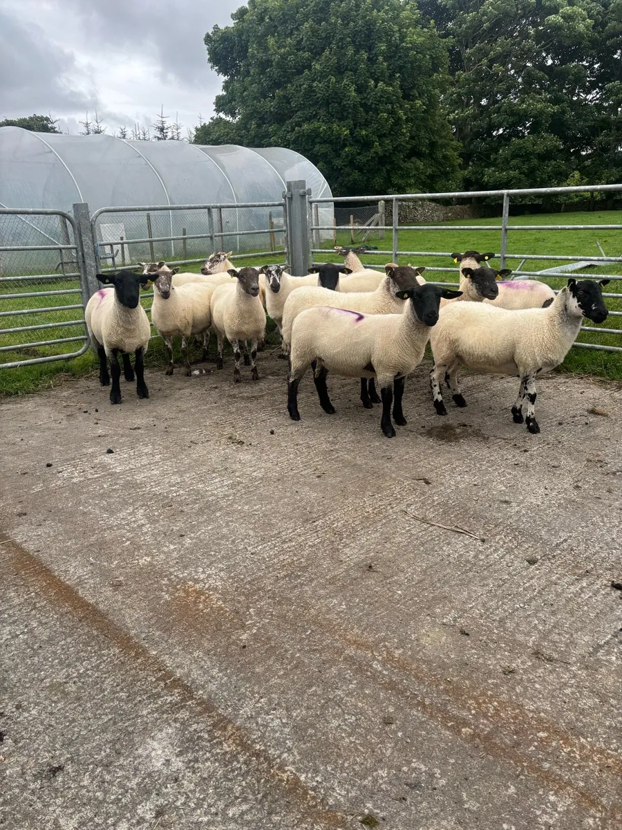 Breeding Hoggets - Image 1