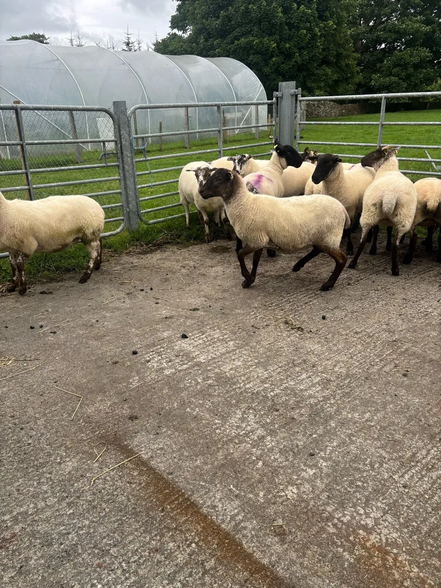 Breeding Hoggets - Image 2