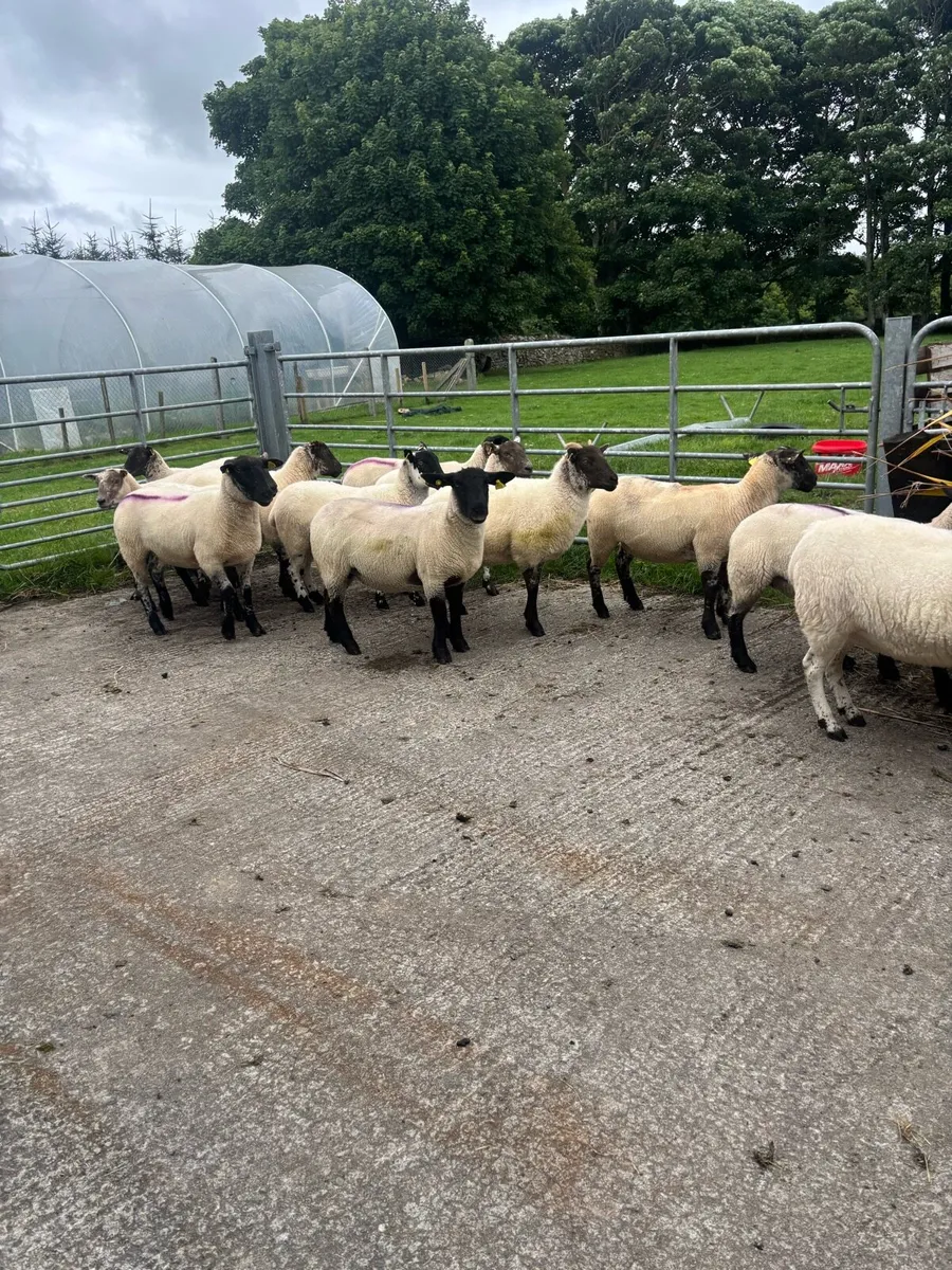 Breeding Hoggets - Image 3