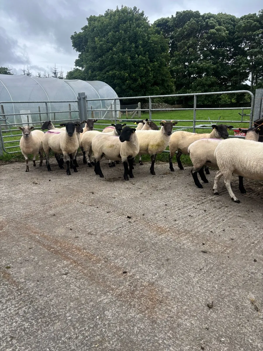 Breeding Hoggets - Image 4