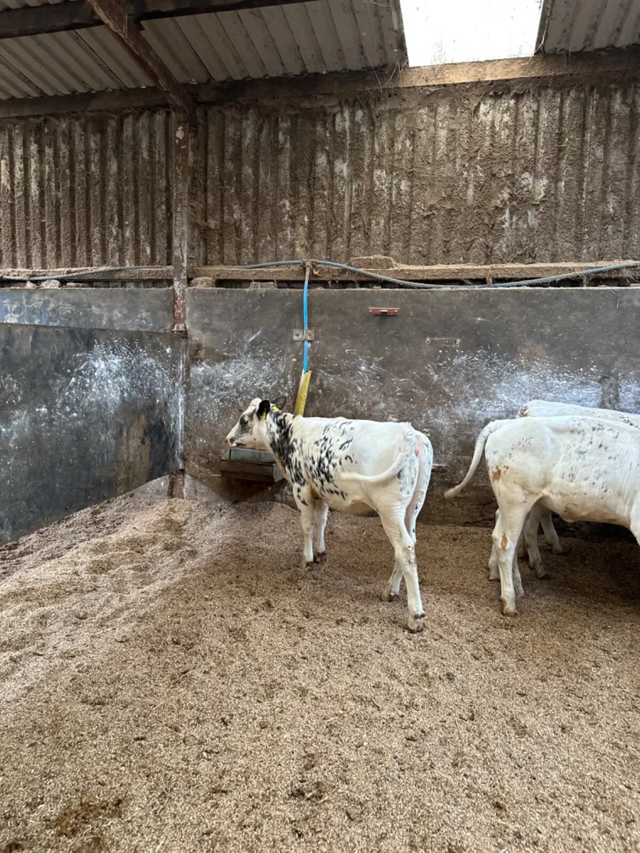 Blue heifers - Image 1