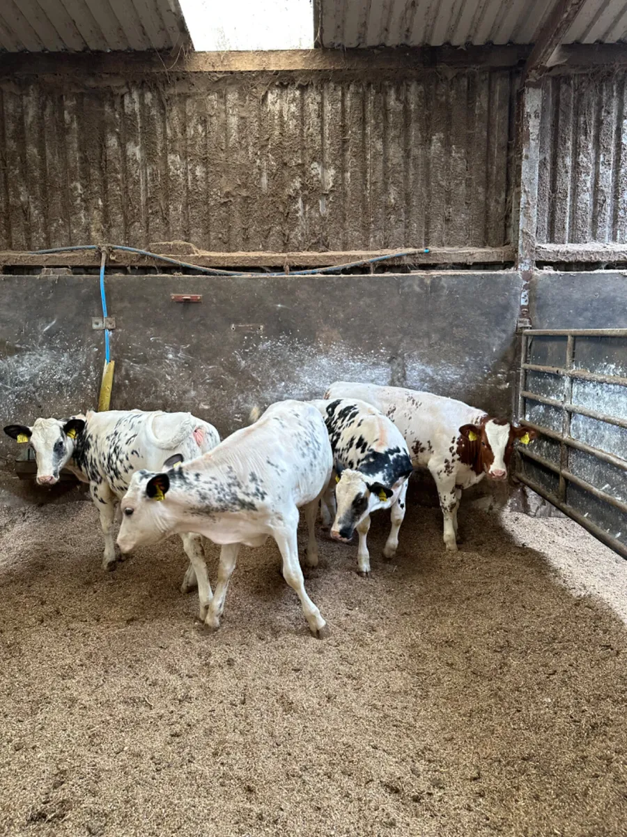 Blue heifers - Image 2