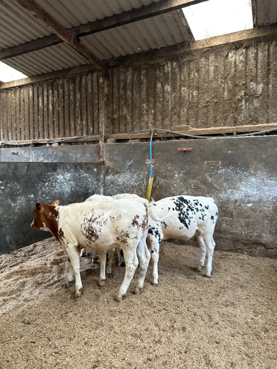 Blue heifers - Image 3