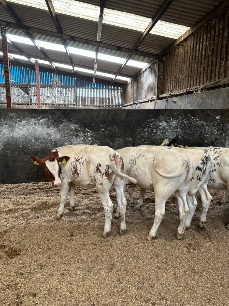 Blue heifers - Image 4
