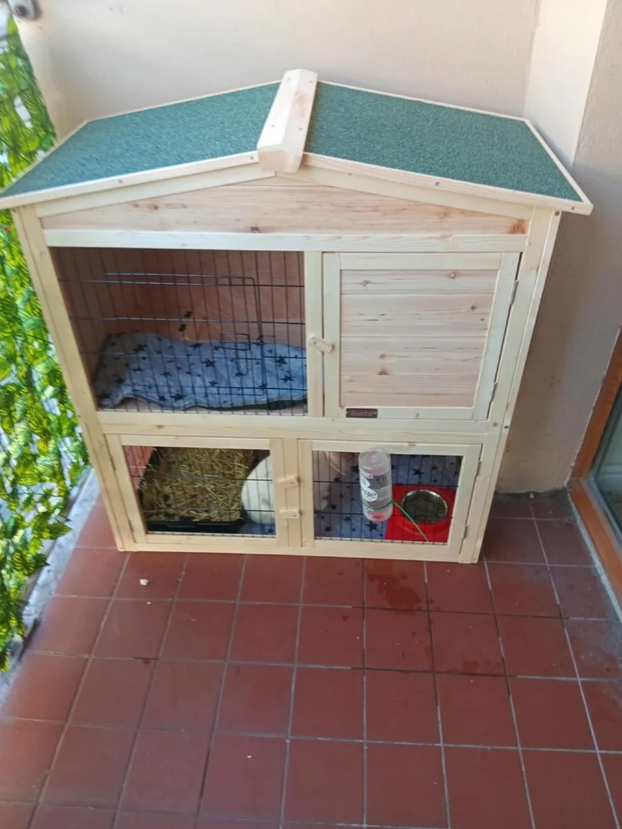 Rabbit  lop (free to a good home) - Image 3