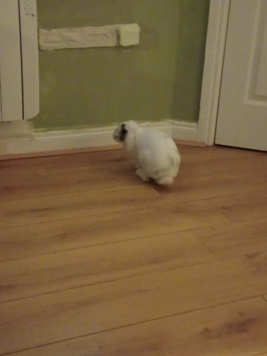 Rabbit  lop (free to a good home) - Image 1