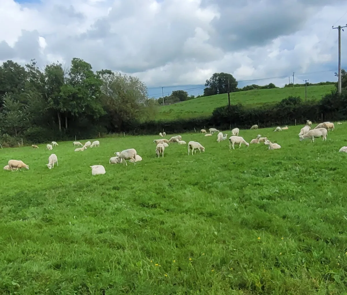25 store lambs - Image 1
